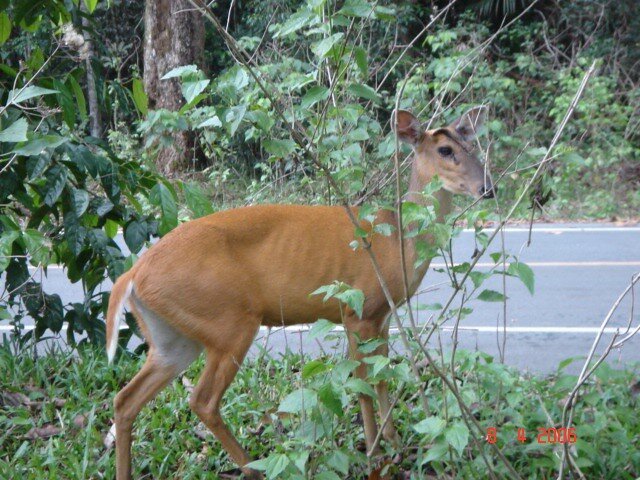 Khao Yai National Park : Thailand’s Most Accessible Wildlife Sanctuary