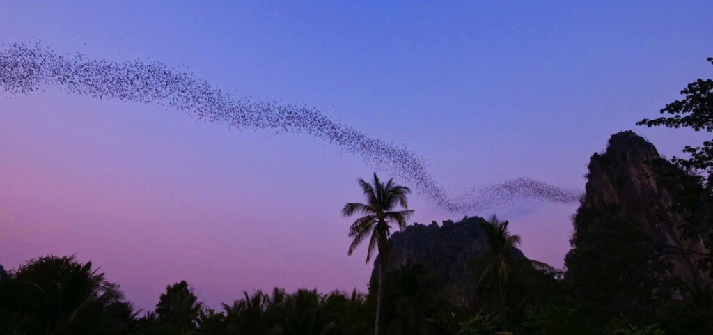 Bat Cave in Cha-Am