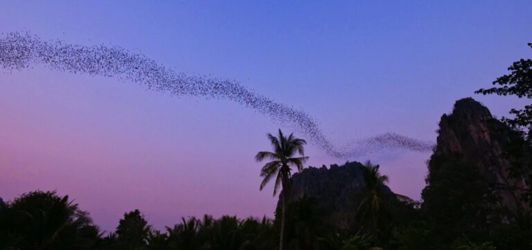 Bat Cave in Cha-Am