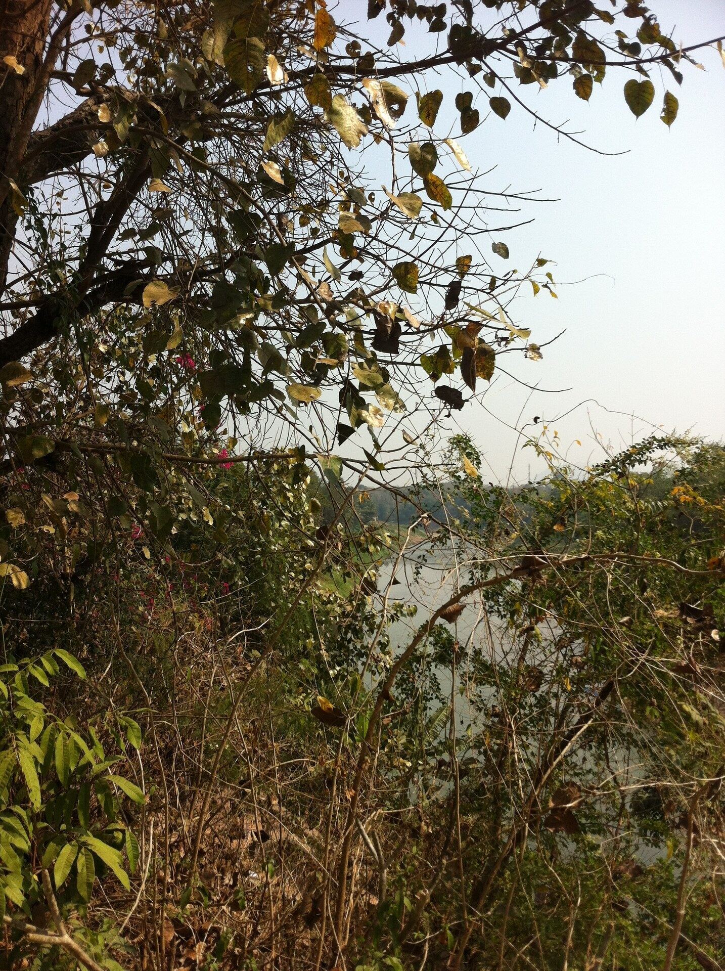 A view of the Mekong River from the Luang Prabang riverbank, framed by leafy branches
