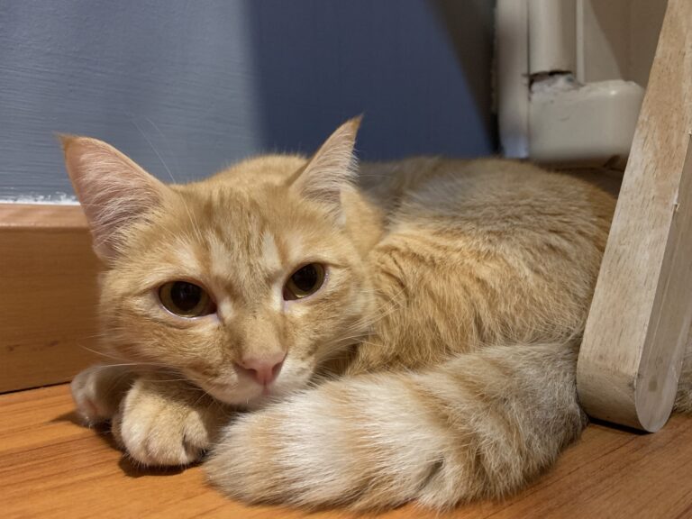 Serbia the cat - an orange tabby from Nakhon Ratchasima, Thailand, lying on the floor